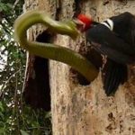 woodpecker 1547017c