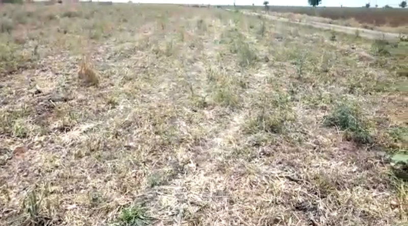 Bellary Onion 3