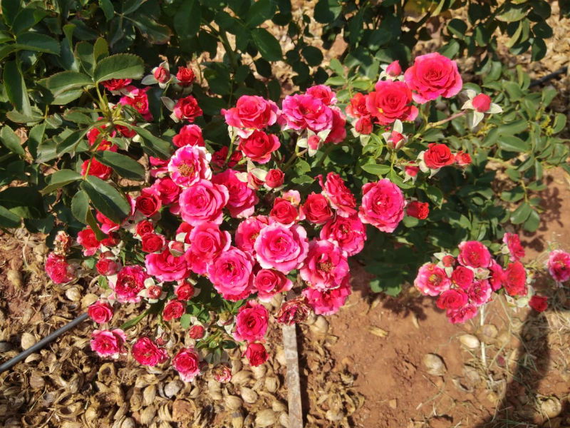 CKM Rose Farmer 2
