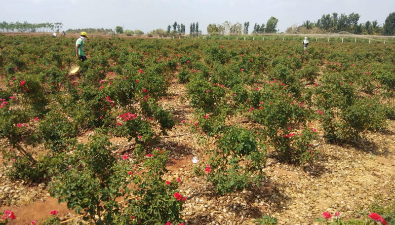CKM Rose Farmer 3