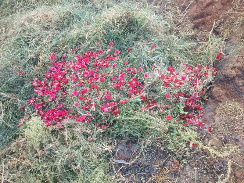 CKM Rose Farmer 5