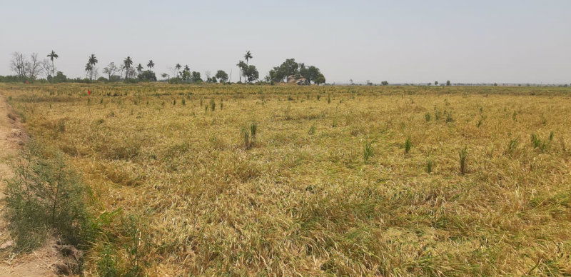 DCM Lakshmana 2