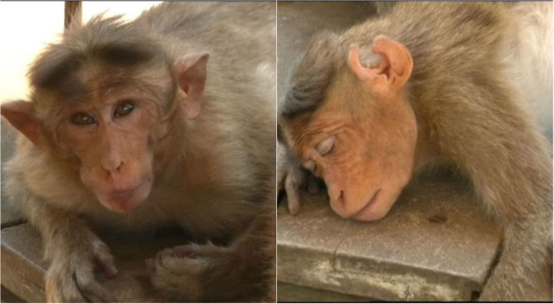Nandi Hills Monkeys 1