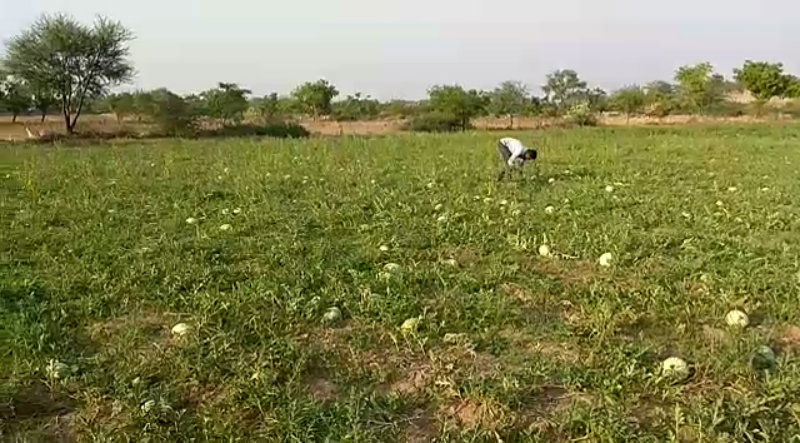 RCR Watermelon A