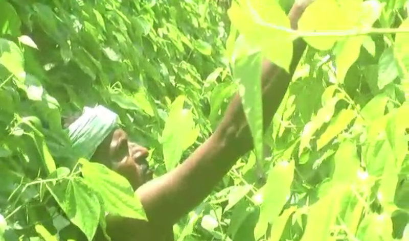 RCR Betel leaf A