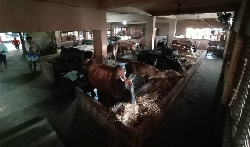 UDP Cow B