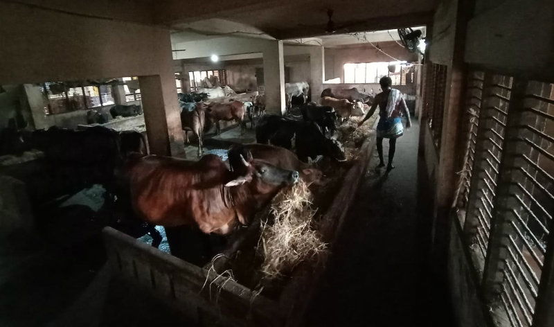 UDP Cow C