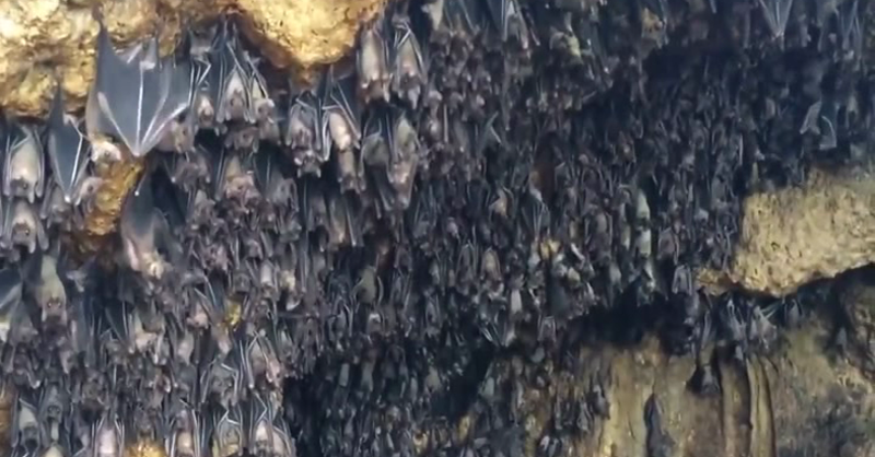 bat 1