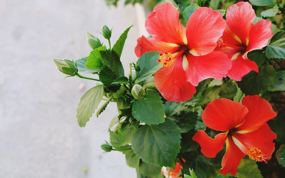 hibiscus june282018