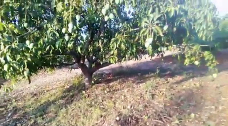 hvr crop loss