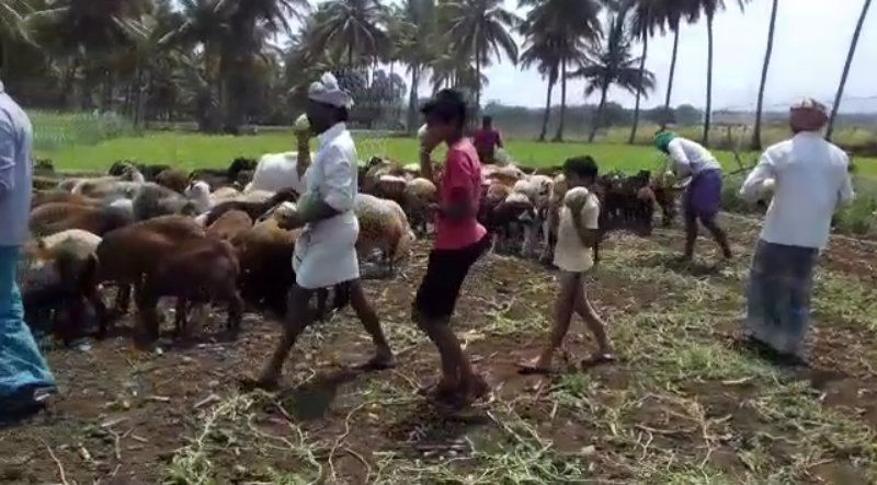 hvr farmer 1