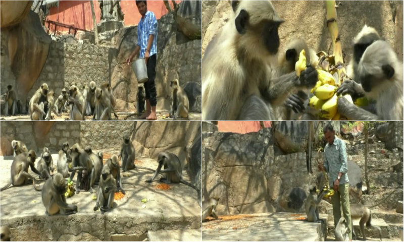 kpl monkey 1