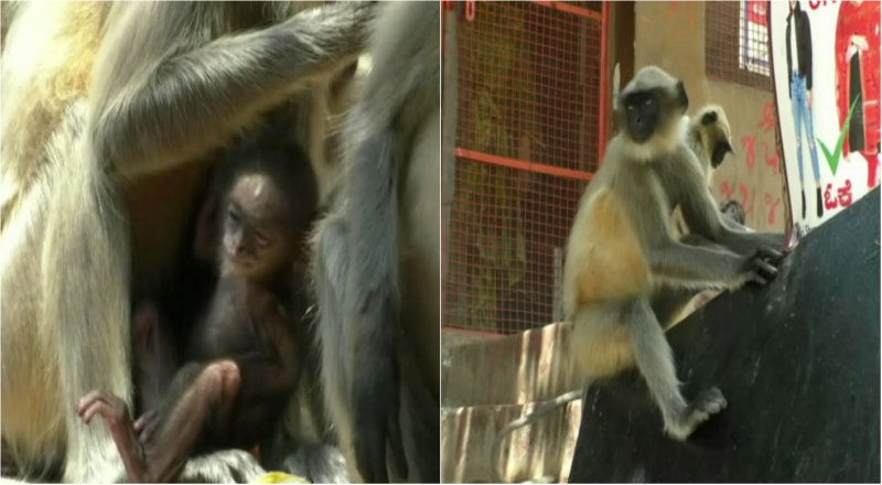 kpl monkey 2