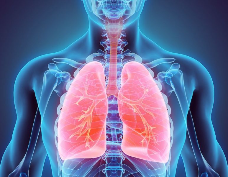 respiratory lungs