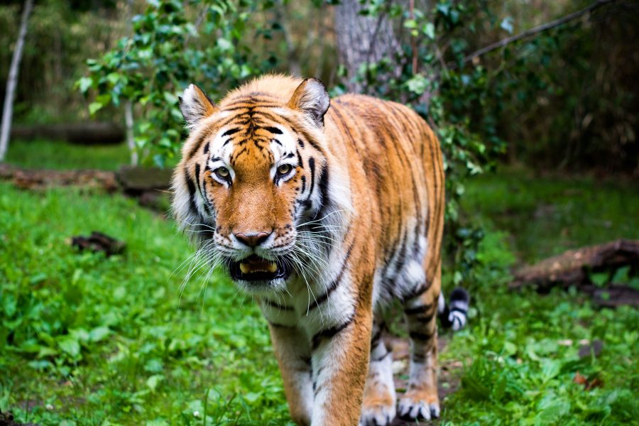 tiger 1