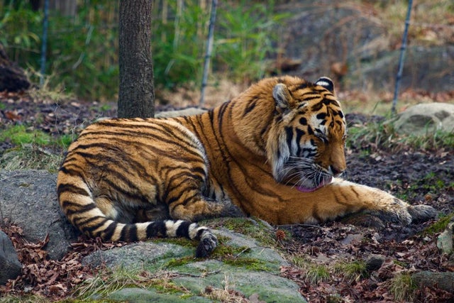 tiger corona 2