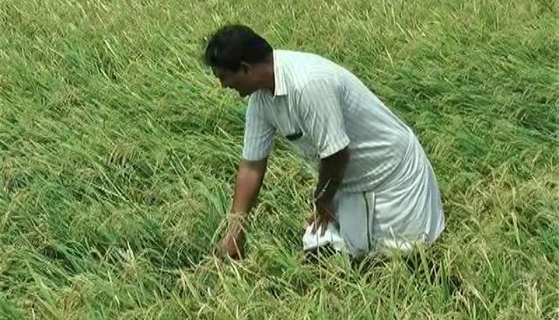 ygr crop loss