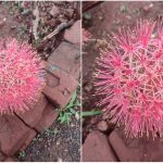 HBL FLOWER