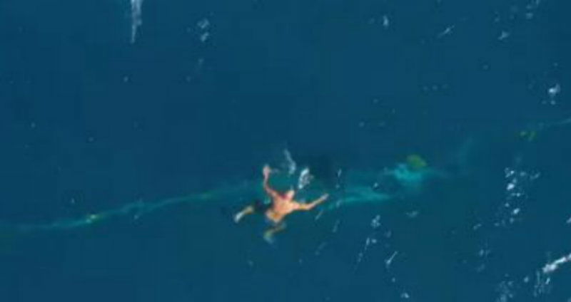 Queensland baby whale 2