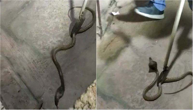 Shoe Cobra