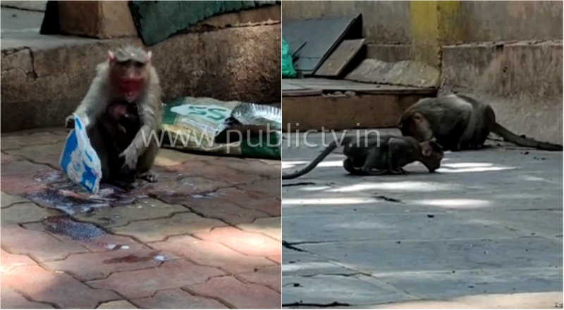 hbl monkey 2