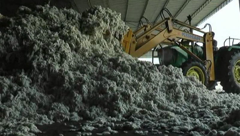 ygr cotton 1