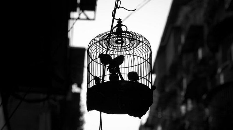Bird cage