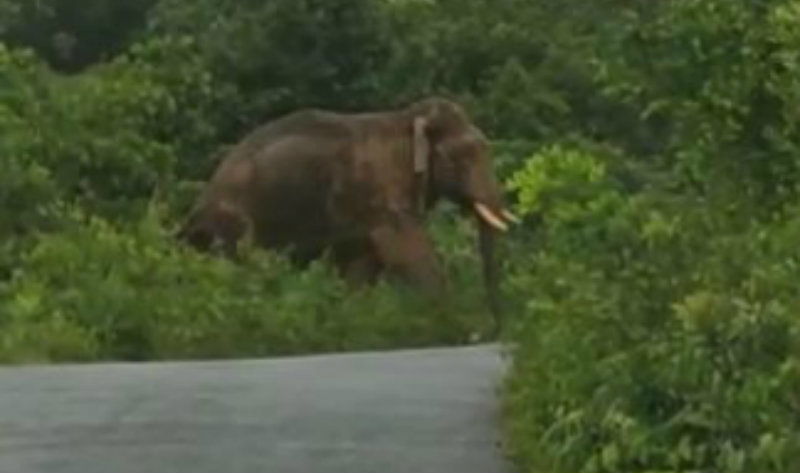 CKM Wild Elephant