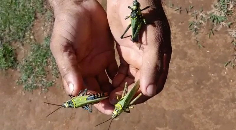 Chikkamagaluru Grasshopper 2