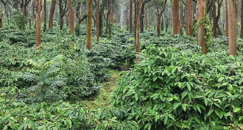 Coffee Plantation