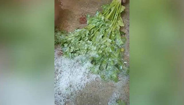 Coriander 1