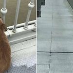 DOG 3