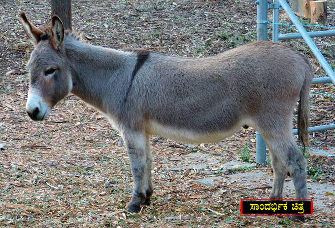 Donkey 1 copy