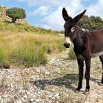Donkey 2 copy
