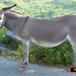 Donkey copy