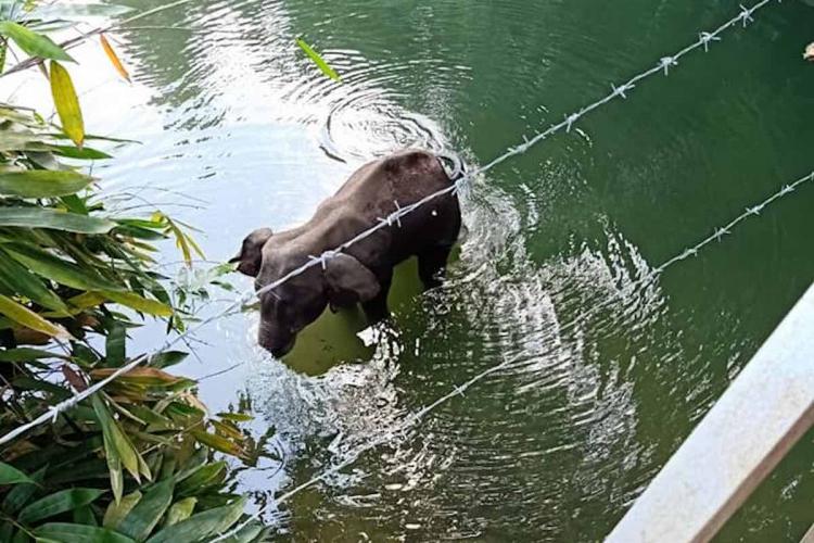 Kerala Elephant death 1200