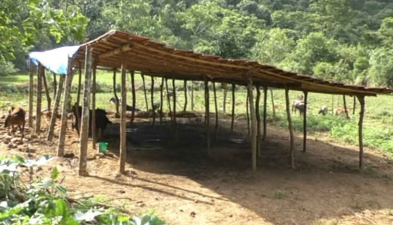 Madikeri Cattl 2