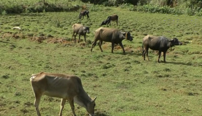 Madikeri Cattl 4