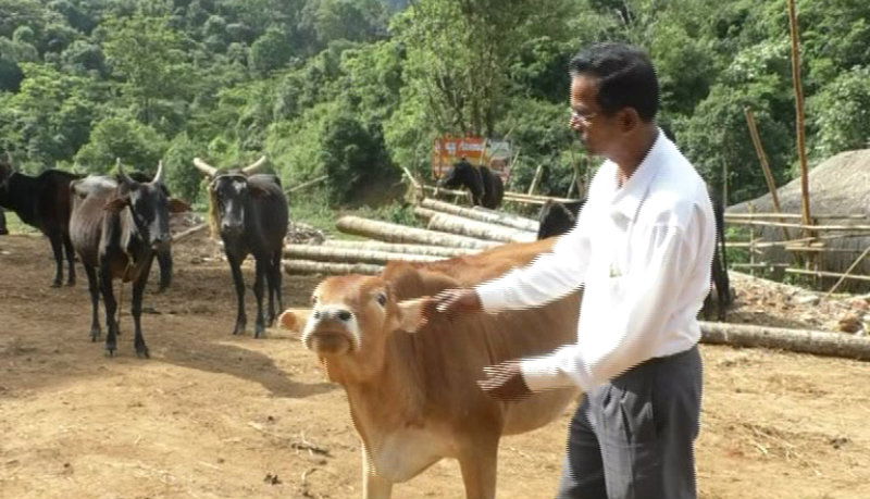 Madikeri Cattl
