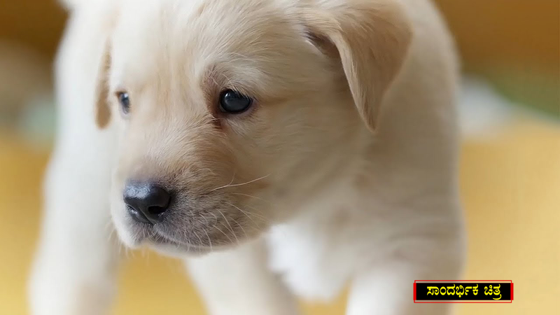 PUPPY 1