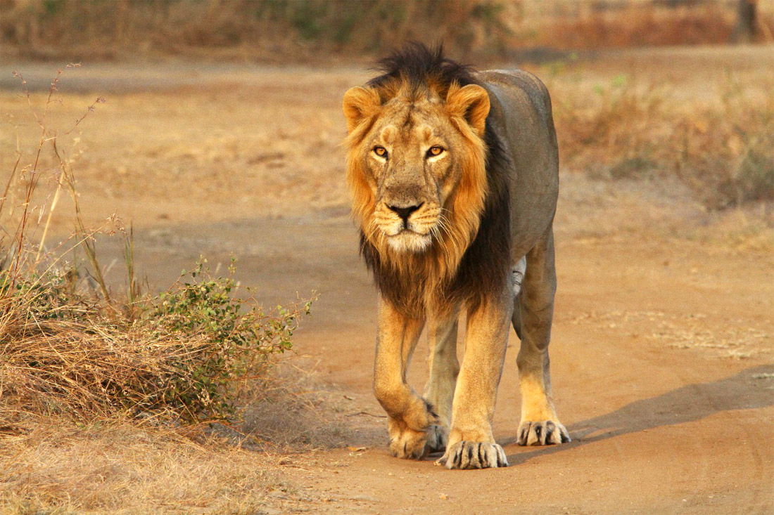 asiatic lion 8 big