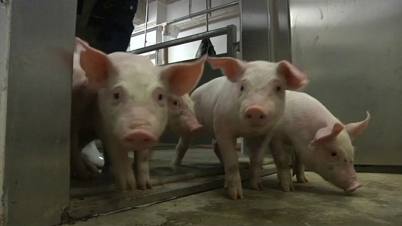 china pigs 2