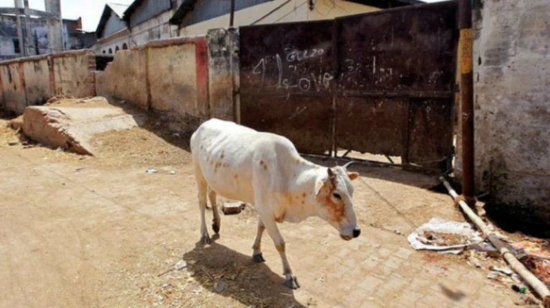 cow