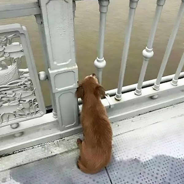 dog 1 1