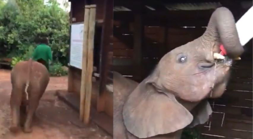 elephant 1