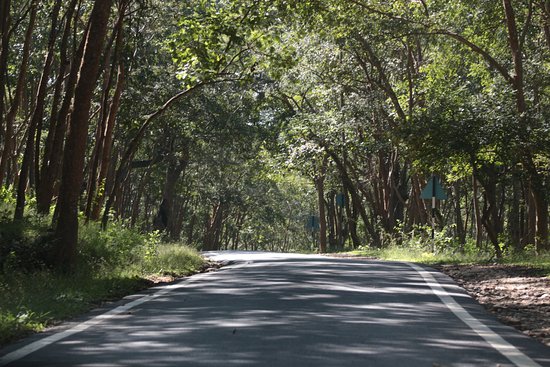 forest road