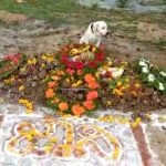 hvr dog