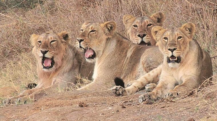 lions up 759