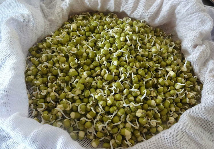 making greengram sprouts