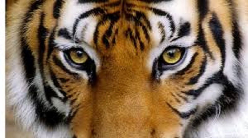 tiger